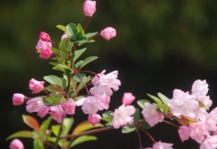 2号站博客国家植物园首届桃花观赏季开幕，快来按图寻花